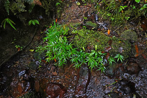 Elatostema cf. beccarii as a rheophyte in forest understory, Manusela NP, 1000 m asl, Seram, Moluccas