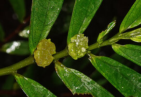 Elatostema cf. beccarii, female inflorescences, Manusela NP, 1000 m asl, Seram, Moluccas