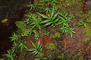 Elatostema cf. beccarii, population of young individuals on a mossy rock in forest stream, Manusela NP, 1000 m asl, Seram, Moluccas