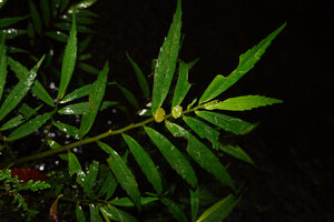 Elatostema cf. beccarii, stem with female inflorescences, Manusela NP, 1000 m asl, Seram, Moluccas