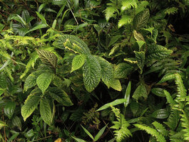 Elatostema cf. macrophyllum in the spray of a waterfall, Tari, 2000 m asl, Hela, Papua new Guinea