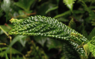 Elatostema cf. macrophyllum, leaf surface with pyramidal mounds increasing at least by two the photosynthetic tissues and allowing multidirectional light captation, Tari, 2000 m asl, Hela, Papua New Guinea