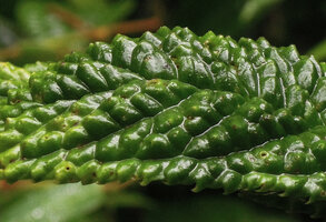 Elatostema cf. macrophyllum, pyramidal mounds at leaf surface increasing at least by two the photosynthetic tissues and allowing multidirectional light captation, Tari, 2000 m asl, Hela, Papua New Guinea