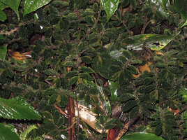 Elatostema cf. serra., a small creeping species with bullate dark brown leaves, Tari, 2800 m asl, Papua New Guinea
