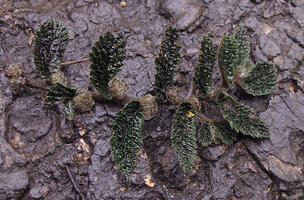Elatostema cf. serra, bullate, hairy basally lobulate leaves and axillary inflorescences, Tari, 2800 m asl, Hela, Papua New Guinea