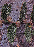 Elatostema cf. serra, dentate, bullate, hairy basally lobulate leaves and axillary inflorescences, Tari, 2800 m asl, Hela, Papua New Guinea