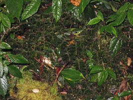 Elatostema cf. serra, the brown leaved form totally cryptic among the tree leaf litter on forest floor, Tari, 2800 m asl, Hela, Papua New Guinea