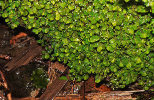 Elatostema delicatum as a tiny much branched carpeting and mat forming species with leaves only 3 mm long, Malaunay, 1000 m asl, Valencia, Negros Oriental, Philippines