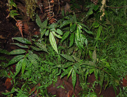Elatostema integrifolium, Tari, 2000 m asl, Hela, Papua New Guinea