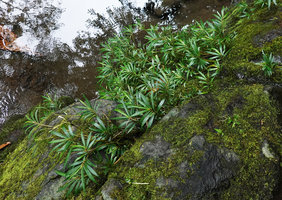 Elatostema kietanum, clump with some old flexuous partly defoliated stems, Imbu Rano, Kolombangara, Solomon Islands