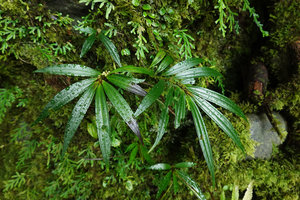Elatostema kietanum, narrow, tough, shiny leaves characteristic of rheophytes, Imbu Rano, Kolombangara, Solomon Islands