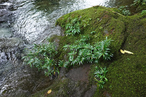 Elatostema kietanum, partly submerged clump in rheophytic habitat, Imbu Rano, Kolombangara, Solomon Islands