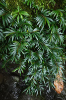 Elatostema kietanum, plagiotropic leafy stems, Imbu Rano, Kolombangara, Solomon Islands