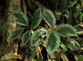 Elatostema latifolium, a form with regularly silver edged leaves, cryptic on forest floor covered by dry bamboo leaves, Ranong, Thailand