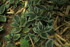 Elatostema latifolium, a form with silver edged leaves, Ranong, Thailand