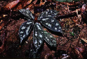 Elatostema latifolium, a form with strongly bullate, dark green leaves with silver patches, Khao Sok NP, Thailand