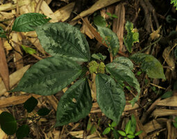 Elatostema latifolium, leaves and mature female infructescence, Ranong, Thailand