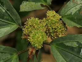 Elatostema latifolium, mature infructescences expulsing the ripe brown achenes, Ranong, Thailand