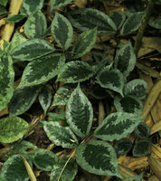 Elatostema latifolium, silver edged leaves cryptic among dead bamboo leaves on forest floor, Ranong, Thailand