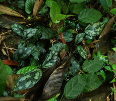 Elatostema latifolium, silver patched leaf form, Si Phang Nga NP, Thailand