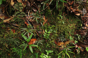 Elatostema lineare on earth bank, Mt Kinabalu NP, 1600 m asl, Sabah, Borneo