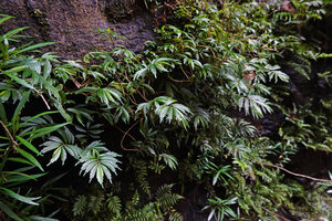 Elatostema lineolatum, a much branched species on vertical seeping rock, Makandawa, Kitulgala, Sri Lanka