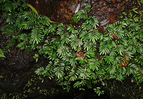 Elatostema lineolatum, dense flowering population covering rocks of an intermittent waterfall, Sinharaja, Sri Lanka