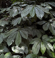 Elatostema megacephalum, dentate leaves and pinnate venation, Cameron Highlands, Malaysia