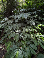 Elatostema megacephalum, vegetative population on an almost vertical permanently seeping bank in forest understory, Cameron Highlands, Malaysia