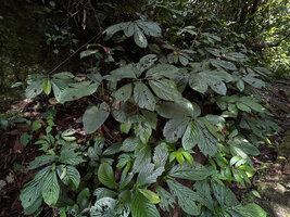 Elatostema megacephalum with pinnate venation, Cameron Highlands, Malaysia