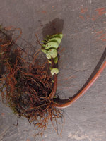 Elatostema monandrum, axillary resting stem arising from the base of the current monsoon stem, Doi Inthanon 2000m, Thailand