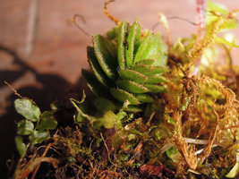 Elatostema monandrum, basal resting stem during dry cold season with succulent leaves, Doi Inthanon 2000m, Thailand