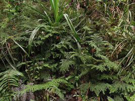 Elatostema mongiensis among ferns, Pandanus and sedges in forest understory, Rondon Ridge, 2000 m asl, Mount Hagen, Papua New Guinea