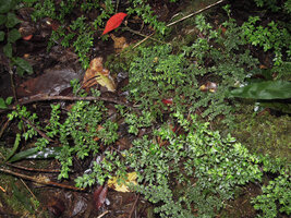 Elatostema mongiensis and Pilea cf. rubiacea, very mimetic and growing together, Rondon Ridge, 2000 m asl, Mount Hagen, Papua New Guinea