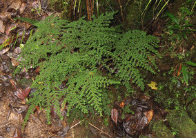 Elatostema mongiensis, very similar to the Andean Pilea nutans, and small Elatostema novoguineense on the right, Rondon Ridge, 2000 m asl, Mount Hagen, Papua New Guinea