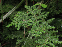 Elatostema mongiensis, very similar to the Andean Pilea nutans, close up, Rondon Ridge, 2000 m asl, Mount Hagen, Papua New Guinea