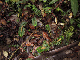 Elatostema morobense creeping and flowering just above the forest floor, Kumul, 2800 m asl, Mount Hagen, Papua New Guinea