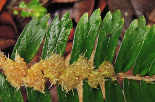 Elatostema morobense, tricuspid leaves with parallel margins and congested inflorescences, Kumul, 2800 m asl, Mount Hagen, Papua New Guinea