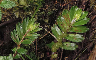 Elatostema morobense, trident leaves quite similar to Elatostema tridens, this latter species being erect and branched above the ground; Kumul, 2800 m asl, Mount Hagen, Papua New Guinea