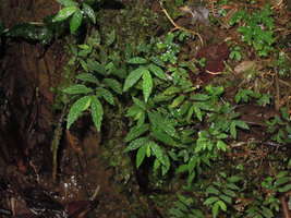 Elatostema novoguineense, close up, Rondon Ridge, 2000 m asl, Mount Hagen, Papua New Guinea