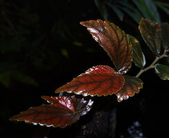Elatostema papillosum, young shiny brown leaves later turning black in this blackish leaved form, Putao, Kachin, Myanmar