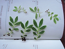 Elatostema pusillum, freshly collected specimens, Khao Sok, Oct 2014, Thailand