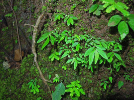 Elatostema pusillum in habitat on a small shaded vertical mossy limestone rock, flowering population, Khao Sok, Thailand
