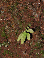 Elatostema pusillum, maybe the smallest forest understory erect self supporting Angiosperrm of the world, Khao Sok NP, Thailand