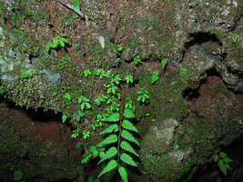 Elatostema pusillum  on a mossy limestone rock with a young Begonia pteridiformis, Microchirita and Argostemma seedlings, Khao Sok,Thailand