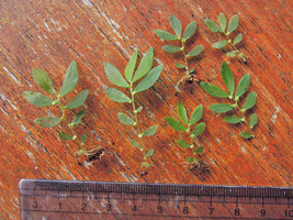 Elatostema pusillum, scale, Khao Sok, Oct 2014, Thailand