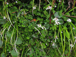 Elatostema radicans and Ophiorrhiza japonica on a vertical earth bank, Yamaguchi, Japan