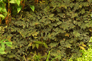 Elatostema repens carpeting on the Costume National Vertical Garden, Fukuoka, Sept. 2016