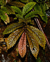 Elatostema rugosum, brown form, one leafy stem, Waipoua, New Zealand