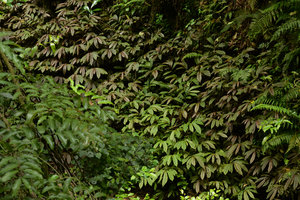 Elatostema rugosum, mixed population of brown and green individuals, Manawatu gorge, New Zealand